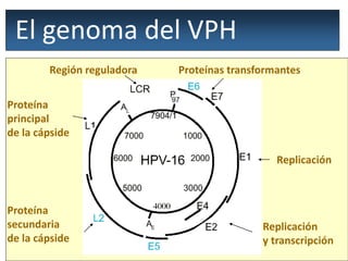 El genoma del VPH
Replicación
Proteínas transformantes
Replicación
y transcripción
Proteína
secundaria
de la cápside
Proteína
principal
de la cápside
Región reguladora
 
