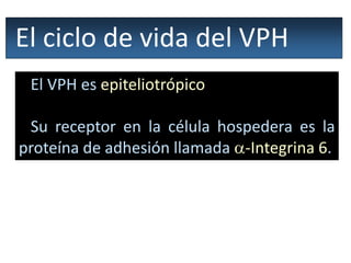 El ciclo de vida del VPH
El VPH es epiteliotrópico
Su receptor en la célula hospedera es la
proteína de adhesión llamada -Integrina 6.
 