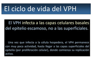 El ciclo de vida del VPH
El VPH infecta a las capas celulares basales
del epitelio escamoso, no a las superficiales.
Una vez que infecta a la célula hospedera, el VPH permanece
con muy poca actividad, hasta llegar a las capas superficiales del
epitelio (por proliferación celular), donde comienza su replicación
activa.
 