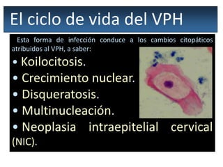 Esta forma de infección conduce a los cambios citopáticos
atribuidos al VPH, a saber:
• Koilocitosis.
• Crecimiento nuclear.
• Disqueratosis.
• Multinucleación.
• Neoplasia intraepitelial cervical
(NIC).
El ciclo de vida del VPH
 