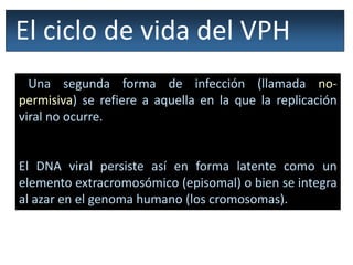 Una segunda forma de infección (llamada no-
permisiva) se refiere a aquella en la que la replicación
viral no ocurre.
El DNA viral persiste así en forma latente como un
elemento extracromosómico (episomal) o bien se integra
al azar en el genoma humano (los cromosomas).
El ciclo de vida del VPH
 
