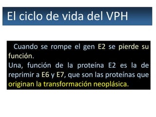 Cuando se rompe el gen E2 se pierde su
función.
Una, función de la proteína E2 es la de
reprimir a E6 y E7, que son las proteínas que
originan la transformación neoplásica.
El ciclo de vida del VPH
 