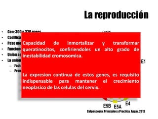 La reproducción
• Gen: 300 a 320 pares
• Codifica: Proteína de 100 aa
• Peso molecular: 10 kDa
• Funciones:
• Unión a proteínas supresoras tumorales PRB
• La unión de E7 a E2F
– Factores de transcripción
– Promueve el progreso de la fase S (Replicación)
Colposcopía. Principios y Practica. Apgar. 2012
Capacidad de inmortalizar y transformar
queratinocitos, confiriendoles un alto grado de
inestabilidad cromosomica.
La expresion continua de estos genes, es requisito
indispensable para mantener el crecimiento
neoplasico de las celulas del cervix.
 