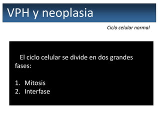 VPH y neoplasia
Ciclo celular normal
El término ciclo celular se refiere a todas
las etapas por las que pasa una célula
entre una división y la siguiente.
El ciclo celular se divide en dos grandes
fases:
1. Mitosis
2. Interfase
 