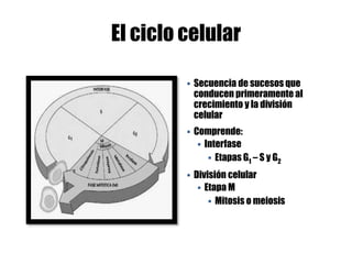 El ciclo celular
 Secuencia de sucesos que
conducen primeramente al
crecimiento y la división
celular
 Comprende:
 Interfase
 Etapas G1 – S y G2
 División celular
 Etapa M
 Mitosis o meiosis
 