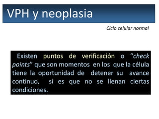 VPH y neoplasia
Ciclo celular normal
Existen puntos de verificación o “check
points” que son momentos en los que la célula
tiene la oportunidad de detener su avance
continuo, si es que no se llenan ciertas
condiciones.
 