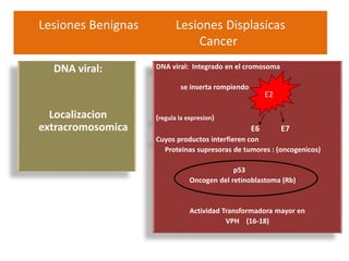 Lesiones Benignas Lesiones Displasicas
Cancer
DNA viral:
Localizacion
extracromosomica
DNA viral: Integrado en el cromosoma
se inserta rompiendo
(regula la expresion)
E6 E7
Cuyos productos interfieren con
Proteinas supresoras de tumores : (oncogenicos)
p53
Oncogen del retinoblastoma (Rb)
Actividad Transformadora mayor en
VPH (16-18)
E2
 