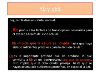 Rb y p53
Regulan la división celular normal.
Rb produce los factores de transcripción necesarios para
el avance a través del ciclo celular.
Rb impide que la célula se divida hasta que haya
aislado suficientes proteínas para la división celular.
E2Fes la importante proteína que Rb produce, lo que
convierte a Rb en un gen/proteína supresor de tumores.
Esto impide que el ciclo celular prosiga hasta que se
hayan acumulado suficientes proteínas, en especial la E2F.
 