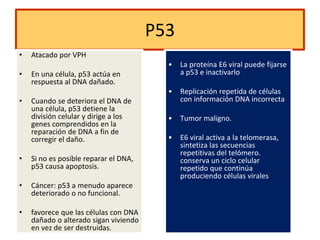 P53
• Atacado por VPH
• En una célula, p53 actúa en
respuesta al DNA dañado.
• Cuando se deteriora el DNA de
una célula, p53 detiene la
división celular y dirige a los
genes comprendidos en la
reparación de DNA a fin de
corregir el daño.
• Si no es posible reparar el DNA,
p53 causa apoptosis.
• Cáncer: p53 a menudo aparece
deteriorado o no funcional.
• favorece que las células con DNA
dañado o alterado sigan viviendo
en vez de ser destruidas.
• La proteína E6 viral puede fijarse
a p53 e inactivarlo
• Replicación repetida de células
con información DNA incorrecta
• Tumor maligno.
• E6 viral activa a la telomerasa,
sintetiza las secuencias
repetitivas del telómero.
conserva un ciclo celular
repetido que continúa
produciendo células virales
 