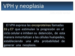 VPH y neoplasia
Ciclo celular normal
El VPH expresa las oncoproteínas llamadas
E6 y E7 que estimulan la progresión en el
ciclo celular e inhiben su detención, de esta
manera inmortalizan a las células huéspedes,
estableciendo una alta probabilidad de
generar una neoplasia.
 