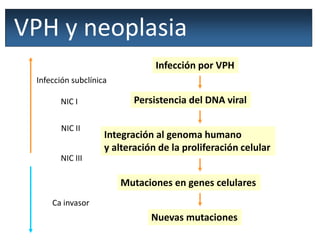 VPH y neoplasia
Infección por VPH
Persistencia del DNA viral
Integración al genoma humano
y alteración de la proliferación celular
Mutaciones en genes celulares
Nuevas mutaciones
Infección subclínica
NIC I
NIC II
NIC III
Ca invasor
 