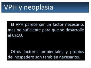 VPH y neoplasia
El VPH parece ser un factor necesario,
mas no suficiente para que se desarrolle
el CaCU.
Otros factores ambientales y propios
del hospedero son también necesarios.
 