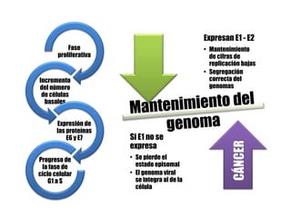 Expresan E1 - E2
• Mantenimiento
de cifras de
replicación bajas
• Segregación
correcta del
genomas
Si E1 no se
expresa
• Se pierde el
estado episomal
• El genoma viral
se integra al de la
célula
CÁNCER
Fase
proliferativa
Incremento
del número
de células
basales
Expresión de
las proteínas
E6 y E7
Progreso de
la fase de
ciclo celular
G1 a S
 