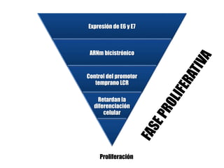 Expresión de E6 y E7
ARNm bicistrónico
Control del promotor
temprano LCR
Retardan la
diferenciación
celular
Proliferación
 