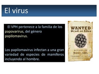 El VPH pertenece a la familia de los
papovarirus, del género
papilomavirus.
Los papilomavirus infectan a una gran
variedad de especies de mamíferos
incluyendo al hombre.
El virus
 