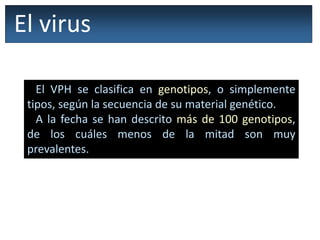 El virus
El VPH se clasifica en genotipos, o simplemente
tipos, según la secuencia de su material genético.
A la fecha se han descrito más de 100 genotipos,
de los cuáles menos de la mitad son muy
prevalentes.
 