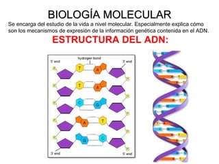 BIOLOGÍA MOLECULAR Se encarga del estudio de la vida a nivel molecular. Especialmente explica cómo son los mecanismos de expresión de la información genética contenida en el ADN. ESTRUCTURA DEL ADN: 