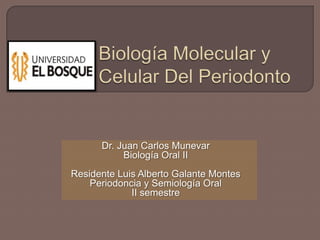 Dr. Juan Carlos Munevar
Biología Oral II
Residente Luis Alberto Galante Montes
Periodoncia y Semiología Oral
II semestre
 