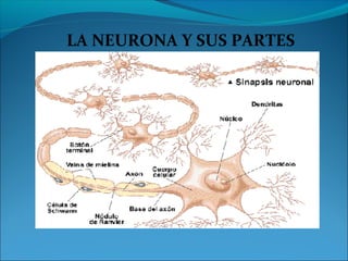 LA NEURONA Y SUS PARTES
 