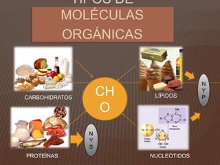 TIPOS DE MOLÉCULAS ORGÁNICASN Y PCHOLÍPIDOSCARBOHIDRATOSN Y SPROTEÍNASNUCLEÓTIDOS