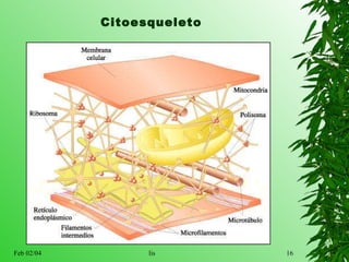 Citoesqueleto 