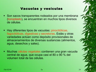 Vacuolas y vesículas Son sacos transparentes rodeados por una membrana ( tonoplasto ), se encuentran en muchos tipos diversos de células.  Hay diferentes tipos de vacuolas:  pinocitóticas, fagocitóticas, digestivas y secretoras . Está s  y otras variedades actúan como depósito provisionales de almacenamie n tos de diversas sustancias ( alimentos, agua, desechos  y sales).  Muchas  células vegetales  contienen una gran vacuola central de agua, que ocupa c asi  el 80 o 90 % del volumen total de las células.  