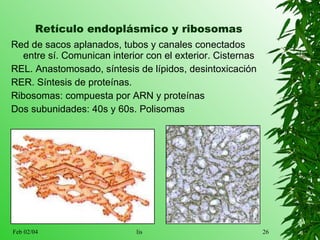 Retículo endoplásmico y ribosomas Red de sacos aplanados, tubos y canales conectados entre sí. Comunican interior con el exterior. Cisternas REL. Anastomosado, síntesis de lípidos, desintoxicación RER. Síntesis de proteínas. Ribosomas: compuesta por ARN y proteínas Dos subunidades: 40s y 60s. Polisomas 