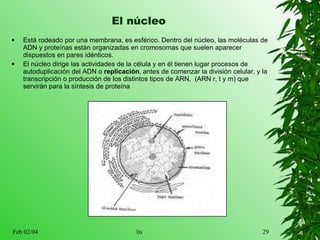 El núcleo E stá rodeado  po r una membrana, es esférico. Dentro del núcleo, las moléculas de ADN y proteínas están organizadas en cromosomas que suelen aparecer dispuestos en pares idénticos.  El núcleo dirige las actividades de la célula y en él tienen lugar procesos  de   autoduplicación del ADN  o  replicación , antes de comenzar la  división celular , y la  transcripción  o producción de los distintos tipos de ARN,  (ARN r, t y m)  que servirán para la  síntesis de proteína 