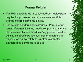 Forma Celular También depende de la capacidad del núcleo para regular los procesos que ocurren en una célula grande metabólicamente activa. Las células tienden a ser esféricas.  Pero pueden tener diferentes formas, puede ser por la existencia de pared celular, o a la adhesión y presión de otras células o superficies vecinas, como también a la disposición de microtúbulos u otros elementos estructurales dentro de la célula. 