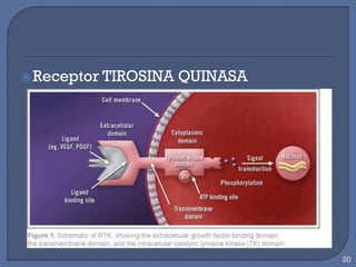  Receptor TIROSINA
QUINASA
20