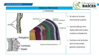 Peridermis INFORMACION DE ACERCA DE LA BIOLOGIA EN TEMAS DE HISTOLOGIA VEGETAL | PPTX