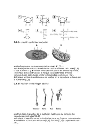 C.2. En relación con la figura adjunta:
a) ¿Qué orgánulos están representados en A y B? [0,1]
b) Identifique las estructuras señaladas con los números del 1 al 6 [0,6].
c) Los números 7 y 8 señalan idénticas estructuras en ambos orgánulos.
Identifique dichas estructuras e indique su característica principal
comparada con estructuras similares localizadas en el citosol [0,2].
d) Indique un tipo de proteína que se localice en la estructura señalada con
el número 6 [0,1].
C.3. En relación con la imagen adjunta:
a) ¿Qué clase de pruebas de la evolución ilustran en su conjunto las
estructuras mostradas? [0,2]
b) Indique si hay diferencias o similitudes entre los órganos representados
atendiendo a su estructura interna [0,1], función [0,1] y origen evolutivo
[0,1].
 