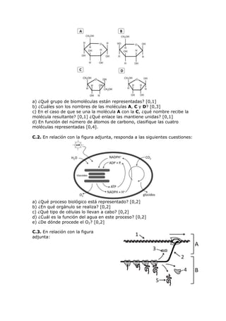 a) ¿Qué grupo de biomoléculas están representadas? [0,1]
b) ¿Cuáles son los nombres de las moléculas A, C y D? [0,3]
c) En el caso de que se una la molécula A con la C, ¿qué nombre recibe la
molécula resultante? [0,1] ¿Qué enlace las mantiene unidas? [0,1]
d) En función del número de átomos de carbono, clasifique las cuatro
moléculas representadas [0,4].
C.2. En relación con la figura adjunta, responda a las siguientes cuestiones:
a) ¿Qué proceso biológico está representado? [0,2]
b) ¿En qué orgánulo se realiza? [0,2]
c) ¿Qué tipo de células lo llevan a cabo? [0,2]
d) ¿Cuál es la función del agua en este proceso? [0,2]
e) ¿De dónde procede el O2? [0,2]
C.3. En relación con la figura
adjunta:
 