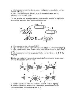 a) ¿Cómo se denominan los dos procesos biológicos representados con las
letras A y B? [0,5]
b) Identifique los distintos elementos de la figura señalados con los
números 1, 2, 3, 4 y 5 [0,5].
C.4. En relación con la imagen adjunta, que muestra un ciclo de replicación
de un virus, responda a las siguientes cuestiones:
a) ¿Cómo se denomina este ciclo? [0,2]
b) ¿Qué tipo de virus está representado y a qué tipo de célula infecta? [0,2]
c) ¿Qué consecuencia tiene para la célula infectada este ciclo de replicación?
[0,1]
d) ¿Cómo se denominan las etapas señaladas con los números 1, 2, 3, 4 y
5? [0,5]
C.5. La figura adjunta representa una serie de fenómenos de la respuesta
inmune. En relación con la misma:
a) Nombre las etapas indicadas desde las letras A hasta la E [0,5].
b) Nombre las células, estructuras y elementos del sistema inmune
señaladas con los números del 1 al 5 [0,5].
 