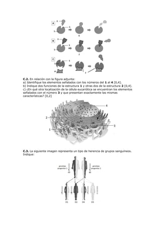 C.2. En relación con la figura adjunta:
a) Identifique los elementos señalados con los números del 1 al 4 [0,4].
b) Indique dos funciones de la estructura 1 y otras dos de la estructura 2 [0,4].
c) ¿En qué otra localización de la célula eucariótica se encuentran los elementos
señalados con el número 3 y que presentan exactamente las mismas
características? [0,2]
C.3. La siguiente imagen representa un tipo de herencia de grupos sanguíneos.
Indique:
 