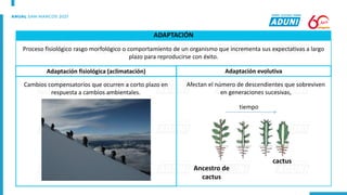 Proceso fisiológico rasgo morfológico o comportamiento de un organismo que incrementa sus expectativas a largo
plazo para reproducirse con éxito.
Adaptación evolutiva
Adaptación fisiológica (aclimatación)
Cambios compensatorios que ocurren a corto plazo en
respuesta a cambios ambientales.
Afectan el número de descendientes que sobreviven
en generaciones sucesivas,
tiempo
cactus
Ancestro de
cactus
ADAPTACIÓN
 