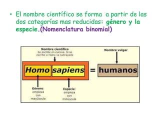 • El nombre científico se forma a partir de las
dos categorías mas reducidas: género y la
especie.(Nomenclatura binomial)
 