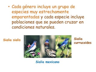 • Cada género incluye un grupo de
especies muy estrechamente
emparentadas y cada especie incluye
poblaciones que se pueden cruzar en
condiciones naturales.
Sialia sialis Sialia
currucoides
Sialia mexicano
 