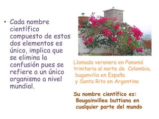 • Cada nombre
científico
compuesto de estos
dos elementos es
único, implica que
se elimina la
confusión pues se
refiere a un único
organismo a nivel
mundial.
Llamada veranera en Panamá
trinitaria al norte de Colombia,
buganvilia en España
y Santa Rita en Argentina
Su nombre científico es:
Bougainvillea buttiana en
cualquier parte del mundo
 