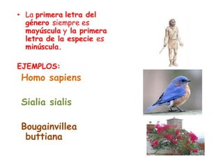 • La primera letra del
género siempre es
mayúscula y la primera
letra de la especie es
minúscula.
EJEMPLOS:
Homo sapiens
Sialia sialis
Bougainvillea
buttiana
 