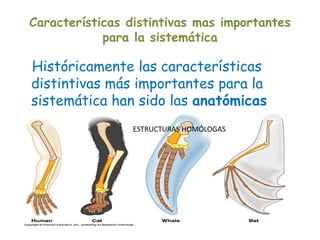 Características distintivas mas importantes
para la sistemática
Históricamente las características
distintivas más importantes para la
sistemática han sido las anatómicas
ESTRUCTURAS HOMÓLOGAS
 