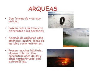 ARQUEAS
• Son formas de vida muy
antigua.
• Poseen rutas metabólicas
diferentes a las bacterias
• Además de azúcares usan
amoniaco, azufre, iones de
metales como nutrientes.
• Poseen muchos hábitats,
algunas toleran altas
concentraciones de sal y
altas temperaturas: son
extremófilas.
 
