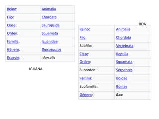 Reino: Animalia
Filo: Chordata
Clase: Sauropsida
Orden: Squamata
Familia: Iguanidae
Género: Dipsosaurus
Especie: dorsalis
IGUANA
Reino: Animalia
Filo: Chordata
Subfilo: Vertebrata
Clase: Reptilia
Orden: Squamata
Suborden: Serpentes
Familia: Boidae
Subfamilia: Boinae
Género: Boa
BOA
 