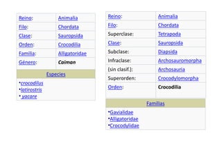 Reino: Animalia
Filo: Chordata
Clase: Sauropsida
Orden: Crocodilia
Familia: Alligatoridae
Género: Caiman
Especies
•crocodilus
•latirostris
• yacare
Reino: Animalia
Filo: Chordata
Superclase: Tetrapoda
Clase: Sauropsida
Subclase: Diapsida
Infraclase: Archosauromorpha
(sin clasif.): Archosauria
Superorden: Crocodylomorpha
Orden: Crocodilia
Familias
•Gavialidae
•Alligatoridae
•Crocodylidae
 