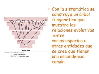 • Con la sistemática se
construye un árbol
filogenético que
muestra las
relaciones evolutivas
entre
varias especies u
otras entidades que
se cree que tienen
una ascendencia
común.
 