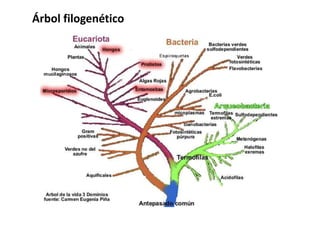 Árbol filogenético
 