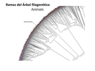 Ramas del Árbol filogenético
 