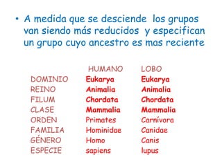 HUMANO LOBO
DOMINIO Eukarya Eukarya
REINO Animalia Animalia
FILUM Chordata Chordata
CLASE Mammalia Mammalia
ORDEN Primates Carnívora
FAMILIA Hominidae Canidae
GÉNERO Homo Canis
ESPECIE sapiens lupus
• A medida que se desciende los grupos
van siendo más reducidos y especifican
un grupo cuyo ancestro es mas reciente
 