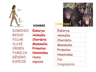 Eukarya
Animalia
Chordata
Mammalia
Primates
Hominidae
Pan
troglodytes
DOMINIO Eukarya
REINO Animalia
FILUM Chordata
CLASE Mammalia
ORDEN Primates
FAMILIA Hominidae
GÉNERO Homo
ESPECIE sapiens
HOMBRE CHIMPANCÉ
 