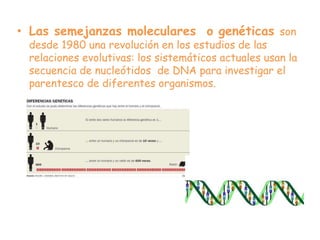 • Las semejanzas moleculares o genéticas son
desde 1980 una revolución en los estudios de las
relaciones evolutivas: los sistemáticos actuales usan la
secuencia de nucleótidos de DNA para investigar el
parentesco de diferentes organismos.
 